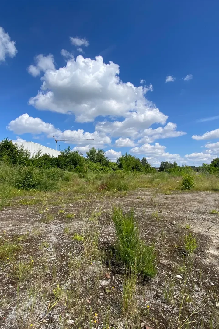 Wiese mit blauem Wolkenhimmel