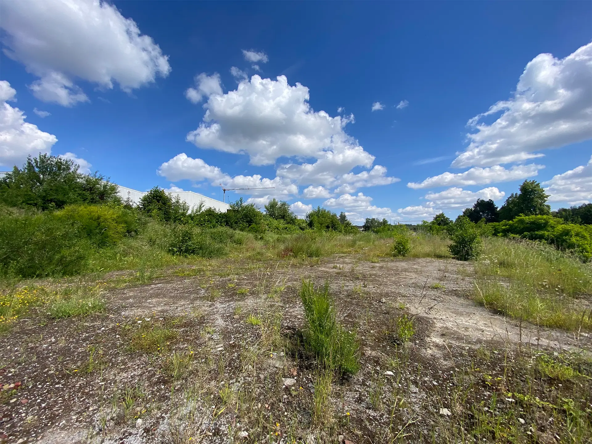 Wiese mit blauem Wolkenhimmel